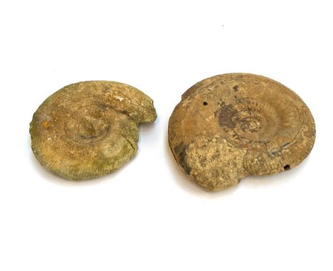 Two large ammonite fossils, 29cmW and 24cmW