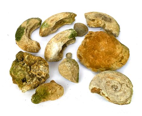 A quantity of fossils and fossil fragments to include cockle, ammonites, etc