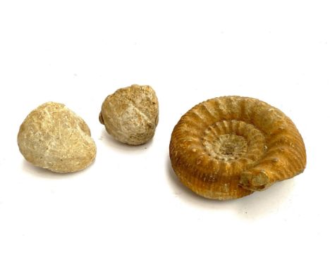 An ammonite fossil, 14.5cmW; together with two others