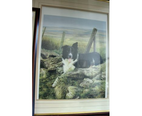 STEVEN TOWNSEND "PIP".  Limited edition colour print of a collie. Image 17.5ins x 14ins.