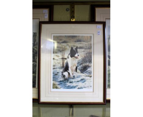 STEVEN TOWNSEND "TAKE FIVE".  Limited edition colour print of a border collie. Signed in Pencil, No. 175/450. Image 15ins x 1