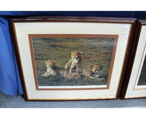 STEVEN TOWNSEND "CHEETAHS". Colour Print. Signed in Pencil, No. 145/650. Image 14.5ins x 20.5ins.