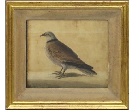 Holländische Schule (um 1700) Taube. Aquarell (Altersspuren, kl. Randmängel), verso Galerie-Etikett Jean Willem, Bruxelles. C