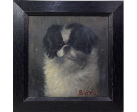 BRITISH SCHOOL, DOG PORTRAIT oil on canvas, named 'Button'framed36cm high x 35,5cm wide Additional images have been added to 