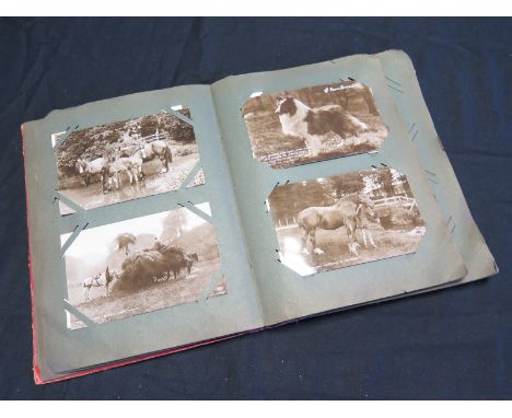 Vintage red album containing original collection of animals   (approx 53 cards)