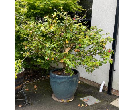 A LARGE GARDEN PLANTER with a teal glaze, 58cm high, planted with a mature Camellia