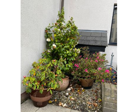 A TERRACOTTA PLANTER 28cm high, planted with a Camellia, together with two further terracotta (3)             