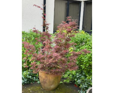 A TERRACOTTA GARDEN PLANTER 48cm high, planted with an Acer