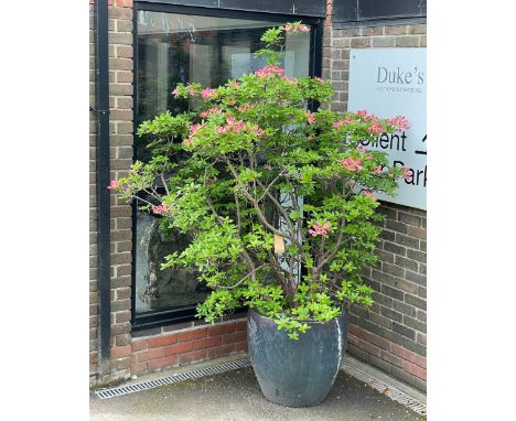 A LARGE GARDEN PLANTER with a teal glaze, 57cm high, planted with a mature Azalea 