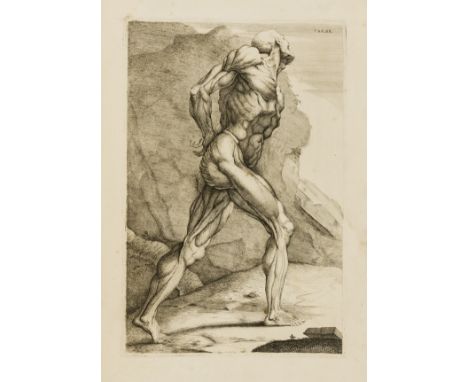 Cowper (William) Myotomia Reformata: or an Anatomical Treatise on the Muscles of the Human Body, first folio edition, engrave