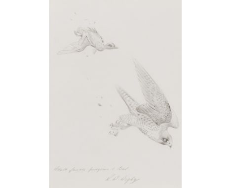 Birds.- Cade (Tom J.) The Falcons of the World, letter A of 5 copies reserved for the artist and his friends, from a total ed