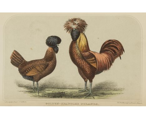 Birds.- Ferguson (George) Ferguson's Illustrated Series of Rare and Prize Poultry, first edition, hand-coloured lithograph fr