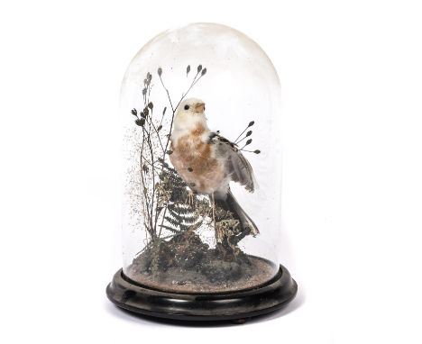 A good Victorian taxidermy stuffed snow bunting, speckled brown and white feathers, mounted in foliate setting, in its domed 
