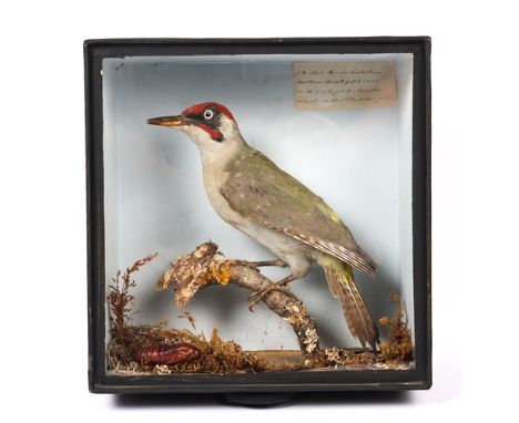 A Taxidermy stuffed Woodpecker in glazed case, 11" x 10½" x 5¼", label inside case inscribed "Shot this on Leadenham South on
