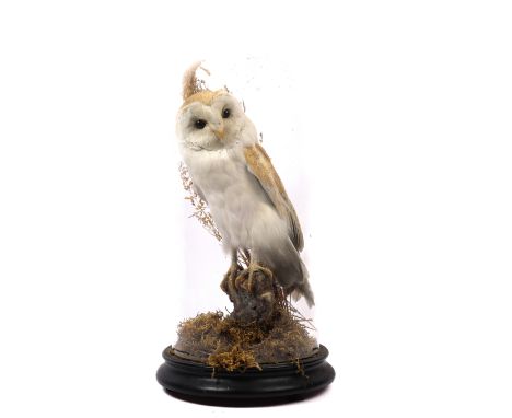 A good taxidermy stuffed owl, probably Victorian, in its domed glass case with wooden base, 18" high overall. GC £70-100
