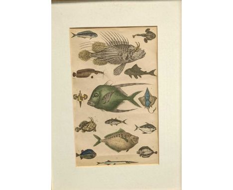 A collection of three naturalistic prints; to include, four framed coloured prints of fish, 55 x 70cm; A single framed print 