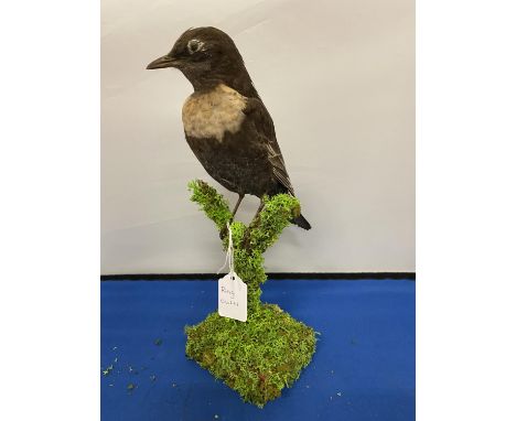 A TAXIDERMY RING OUZEL 
