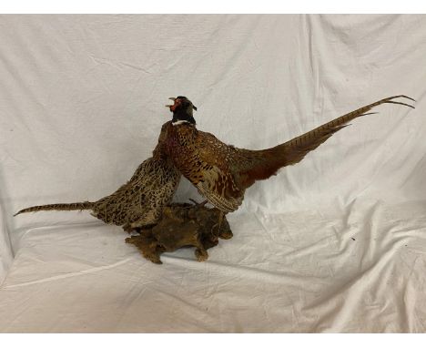 A TAXIDERMY PAIR OF RING NECK PHEASANTS 