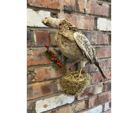 A TAXIDERMY FEMALE RING NECK PHEASANT 