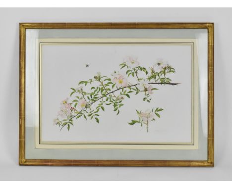 Graham Rust (b. 1942) Britishdepicting a botanical illustration of a blooming prairie rose branch, watercolour on paper, sign