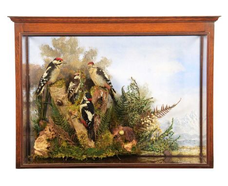 Taxidermy: A Wall Cased Diorama of Great and Lesser Spotted Woodpeckers (Dendrocopos major /Dryobates minor), a trio of full 