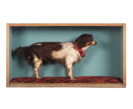 Taxidermy: A Cased Late Victorian King Charles' Spaniel "Charlie" (Canis lupus familiaris), circa 1860-1880, a full mount adu