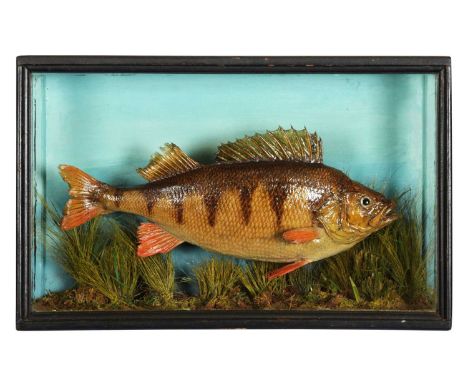 Taxidermy: A Cased Perch (Perca fluviatilis), early-mid 20th century, a skin mount preserved and mounted within a naturalisti