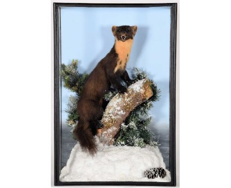Taxidermy: Scottish Pine Marten (Martes martes), circa 2007, House of Bruar, Perthshire, Scotland, a full mount adult stood u