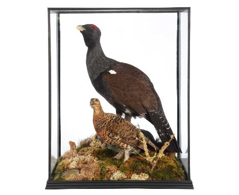 Taxidermy: A Large Cased Pair of Western Capercaillie (Tetrao urogallus), 21st century, a pair of high quality full mount adu