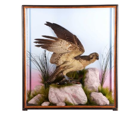 Taxidermy: A Late Victorian Cased Osprey (Pandion haliaetus), circa 1870-1900, a full mount antique adult with head turning t