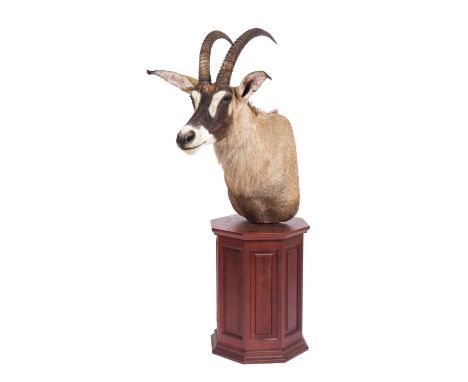 Taxidermy: A Roan Antelope Pedestal Mount (Hippotragus equinus), modern, South Africa, by First Class Trophy Taxidermy, Denma