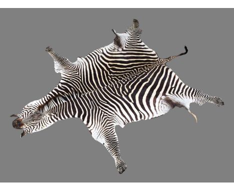 Hides/Skins: Burchell's or Plains Zebra Hide (Equus quagga), modern, tanned and prepared by First Class Trophy Taxidermy, Den