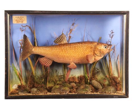 Taxidermy: A Cased Chub (Squalius cephalus), dated 1925, by E.F. Spicer, 58 Suffolk Street, Birmingham, a skin mount preserve