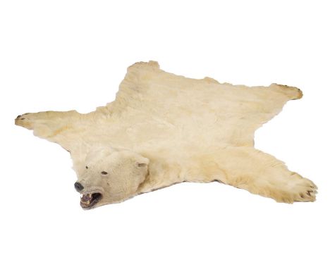 Taxidermy: Polar Bear Skin (Ursus maritimus), circa 1960-1970, Canada, a very large adult skin rug with head mount, mouth aga