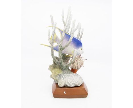 Worcester Royal Porcelain model of a blue angel fish, on stand with certificates