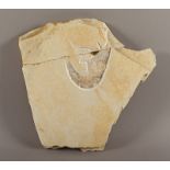 Schwimmkrebs-Fossil, Solnhofen, ca. 100 Mio Jahre alt