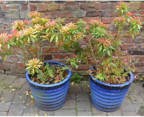 Pair of large ceramic planters with plants