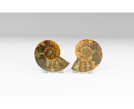 Bacocian stage, Jurassic Period, 168-172 million years BP. An A-grade cut and polished Cleoniceras sp. ammonite showing inter