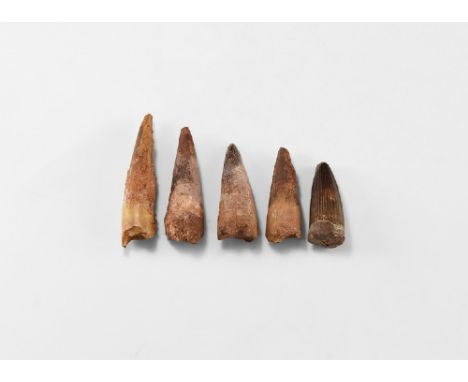 Cretaceous Period, 145-65 million years BP. A group of five large Spinosaurs maroccanus dinosaur teeth.  78 grams total, 45-7