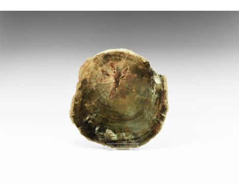 Triassic Period, 251-199 million years BP. A cross section of a fossilised conifer tree trunk from Madagascar, with excellent