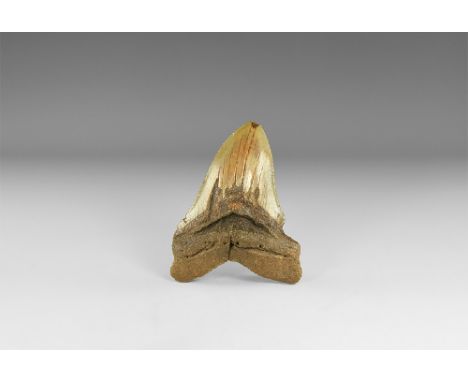 Early Pliocene Period, 5.3-2.8 million years BP. A large Carcharocles megalodon shark tooth with serrations on the edge and g
