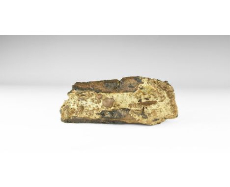Lower Cretaceous Period, 120 million years BP. A fossil Iguanodon dinosaur leg bone section, showing the internal structure. 