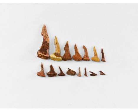 Upper Cretaceous Period, 80 million years BP. A group of fifteen Onchopristus numidus sawfish rostral teeth.  24 grams, 13-60