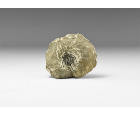 Silurian Period, 443-416 million years BP. A well preserved Otarion trilobite with good detailing to the shell, prominent gla