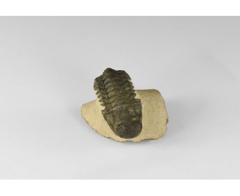 Upper Devonian Period, 419-358 million years BP. A Crotalocephalina gibba trilobite showing good shell markings and eyes, on 