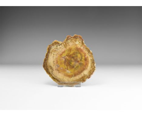 Triassic Period, 251-199 million years BP. A slice of cut and polished petrified wood showing bands of colour to the inside a