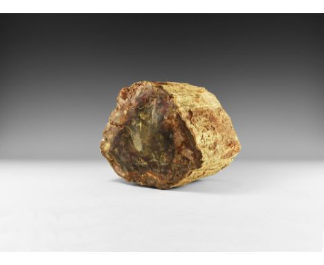 Jurassic Period, 199-145 million years BP. A substantial 13 cm long piece of petrified wood with the top and bottom cut and p