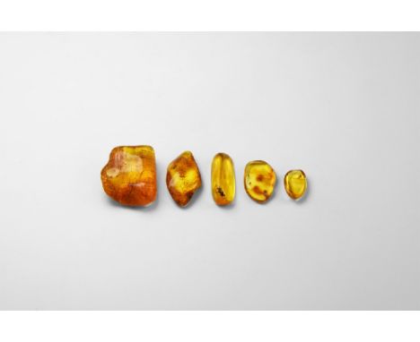 Oligocene Period, 45 million years BP. A group of five pieces of Baltic Amber containing flies together with other inclusions