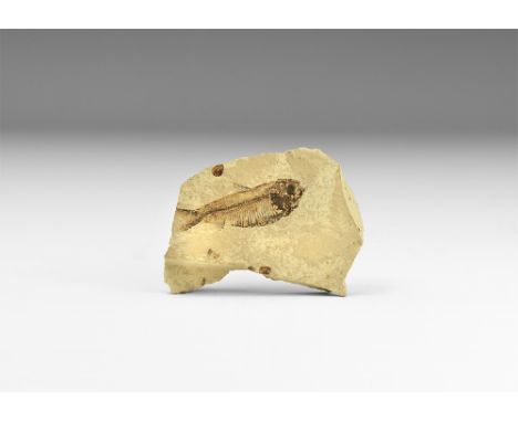 Eocene Period, 58-36 million years BP. finely preserved Knightia eocaena fossil fish in a shale matrix, from Wyoming, USA, in
