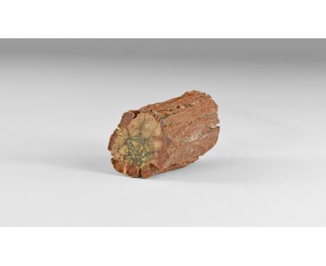 Jurassic Period, 199-145 million years BP. A section of branch with polished ends of the pine Araucaria Mirabilis from Cerro 